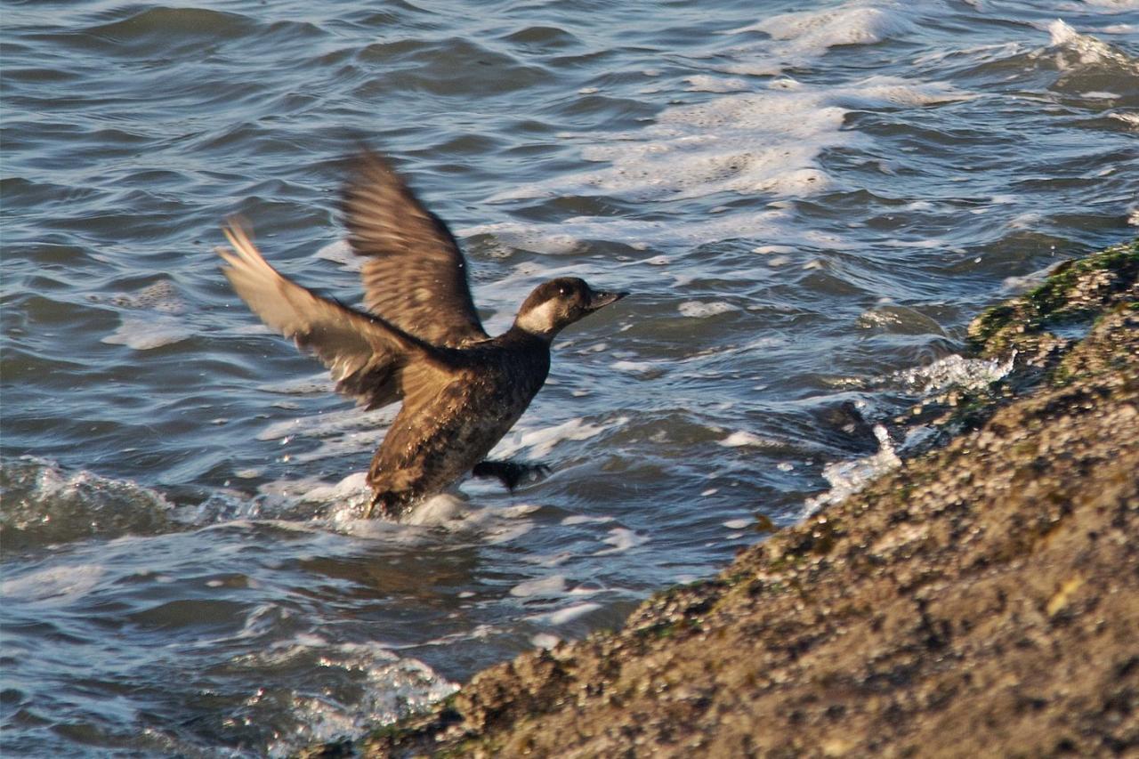 Seevilla Wietjes Whg 6 Baltrum Dış mekan fotoğraf